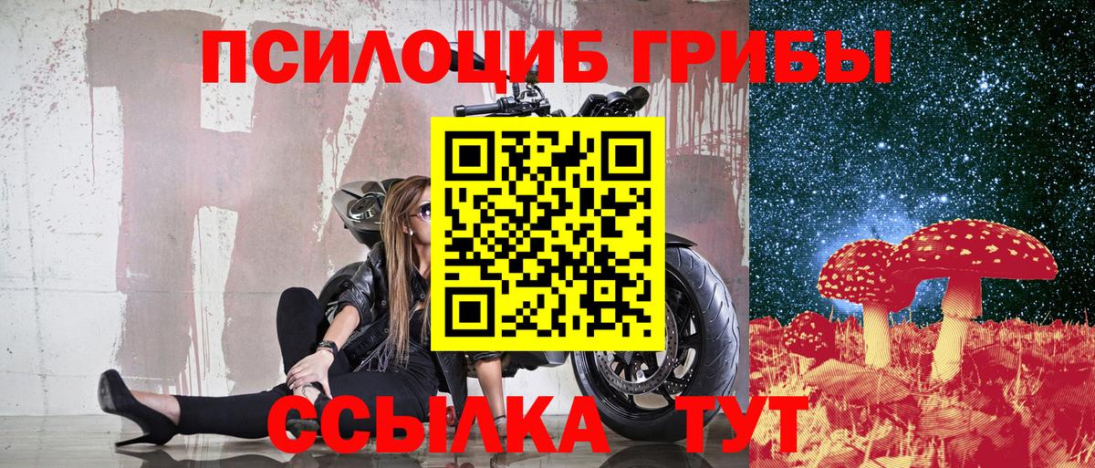 Псилоцибиновые грибы Psilocybe Асино